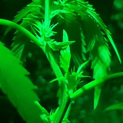 Tj OG growlog timeline photo