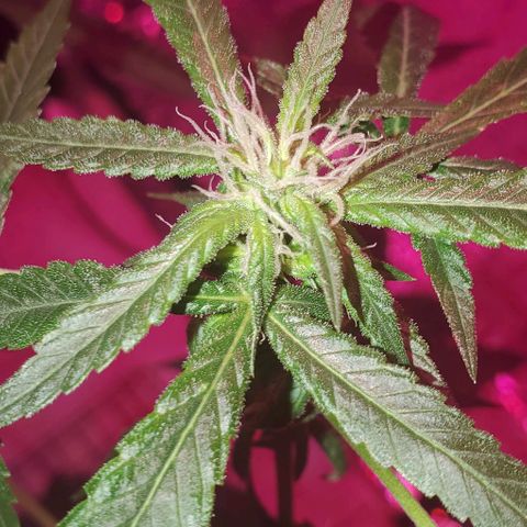 Tj OG growlog timeline photo