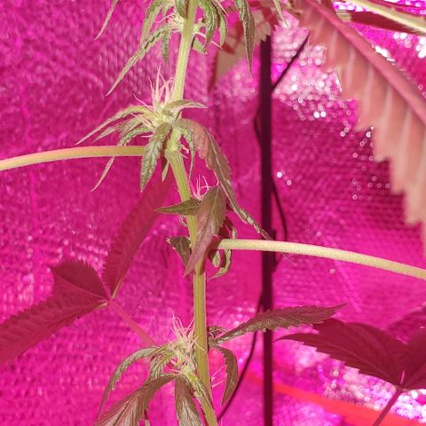 Tj OG growlog timeline photo