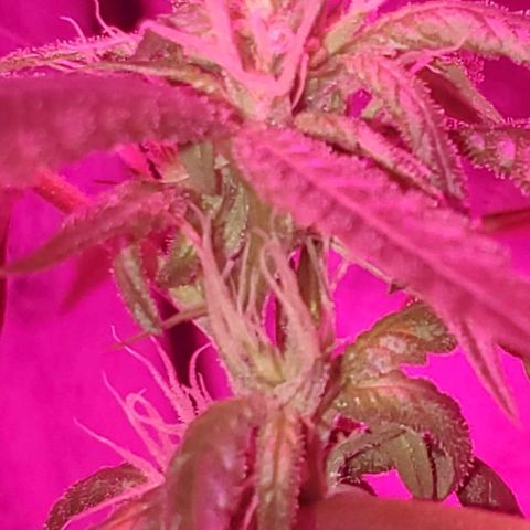 Tj OG growlog timeline photo