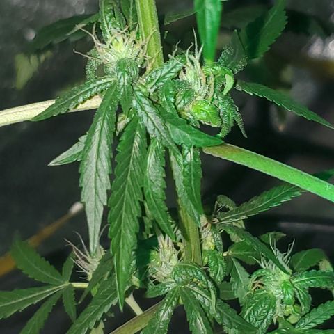 Tj OG growlog timeline photo