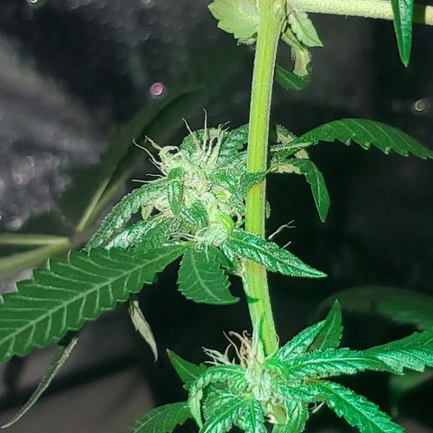 Tj OG growlog timeline photo
