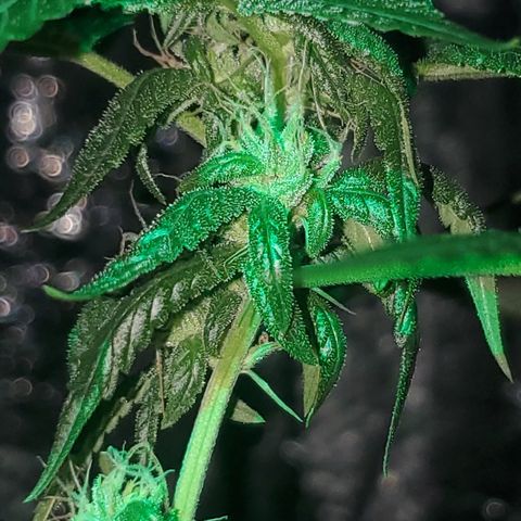 Tj OG growlog timeline photo