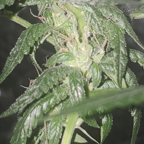 Tj OG growlog timeline photo