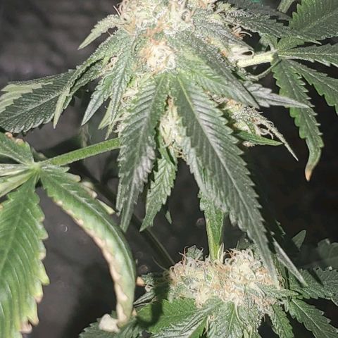 Tj OG growlog timeline photo