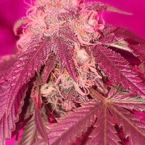 Tj OG growlog timeline photo