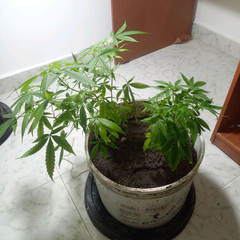 Genética desconocida growlog photo: Transplante