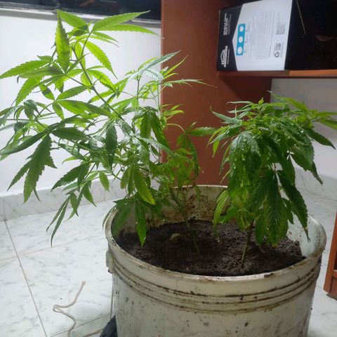 Genética desconocida growlog timeline photo