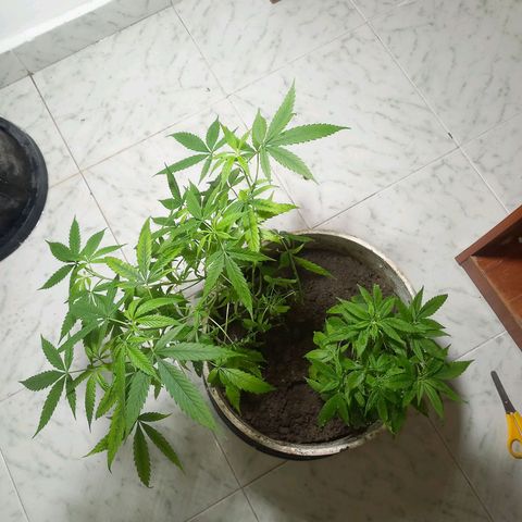 Genética desconocida growlog timeline photo