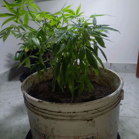 Genética desconocida growlog timeline photo