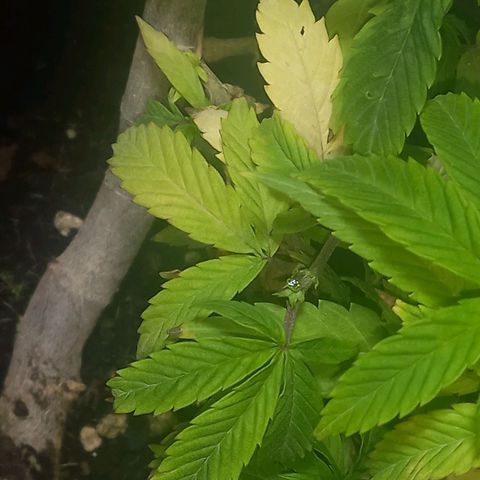 Apple pie growlog photo: Apical