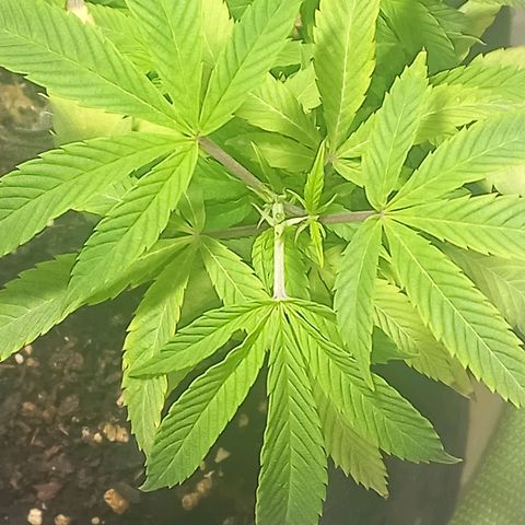 Apple pie growlog photo: Apical