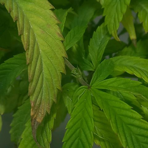 Apple pie growlog photo: Apical