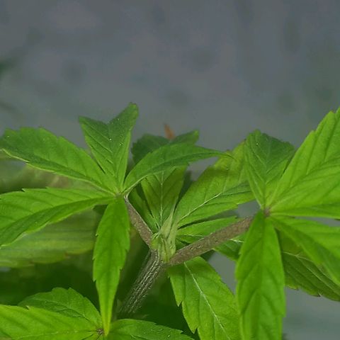 Apple pie growlog photo: Apical
