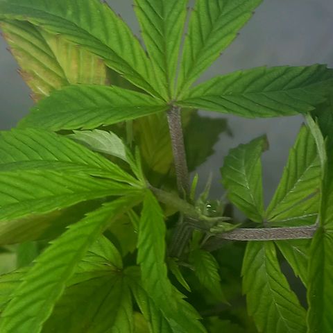 Apple pie growlog photo: Apical