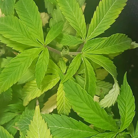 Apple pie growlog photo: Apical