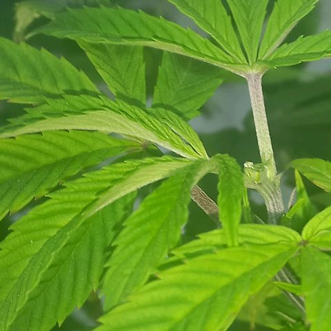 Apple pie growlog photo: Apical