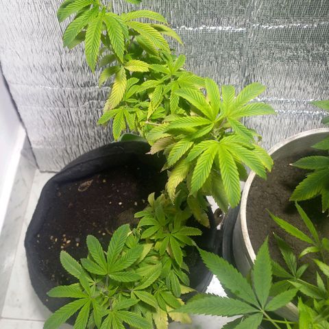 Apple pie growlog photo: Poda apical