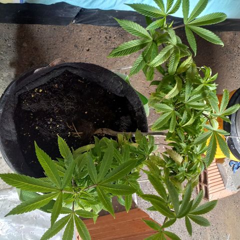 Apple pie growlog photo: Entrenamiento de bajo estres