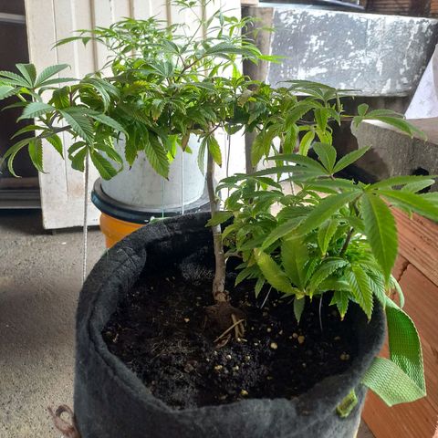 Apple pie growlog photo: Entrenamiento