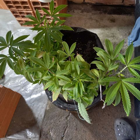 Apple pie growlog timeline photo