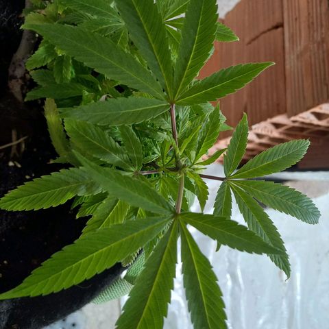 Apple pie growlog photo: Crecimiento poda apical