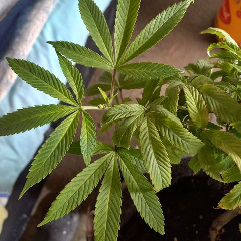 Apple pie growlog photo: Crecimiento poda apical