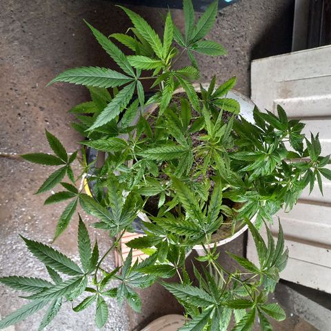 Genética desconocida growlog photo: Trasplante