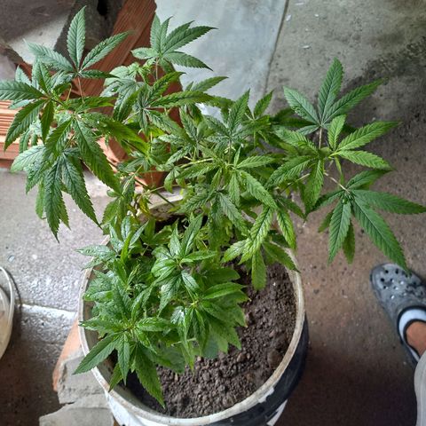 Genética desconocida growlog photo: Trasplante