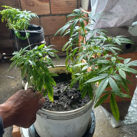 Genética desconocida growlog photo: Crecimiento 