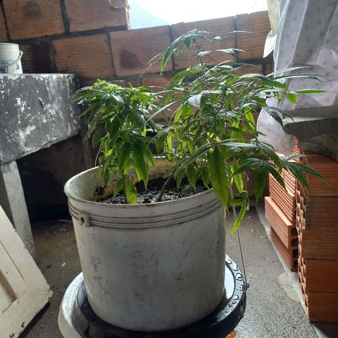 Genética desconocida growlog photo: Crecimiento