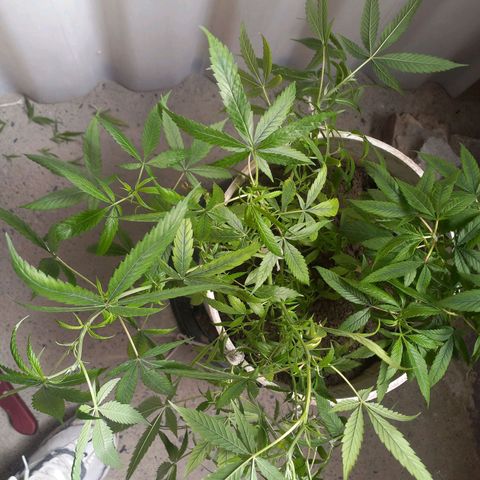 Genética desconocida growlog photo: Entrenamiemto