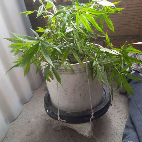 Genética desconocida growlog photo: Entrenamiento 