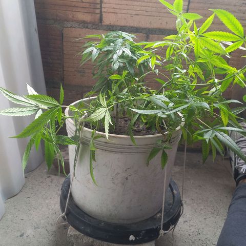 Genética desconocida growlog photo: Entrenamiento