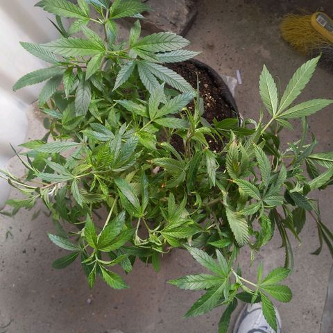 Apple pie growlog photo: Entrenamiento