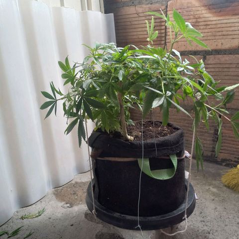 Apple pie growlog photo: Entrenamiento