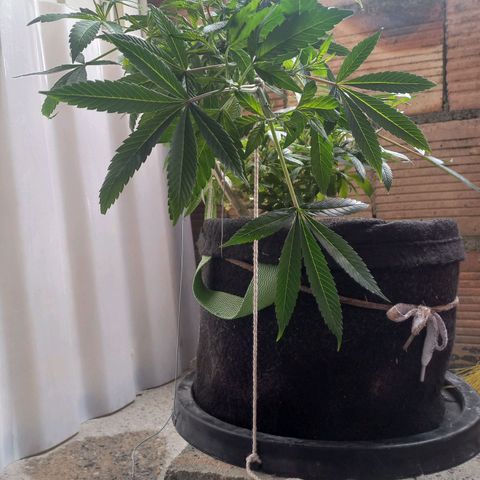Apple pie growlog photo: Entrenamiento