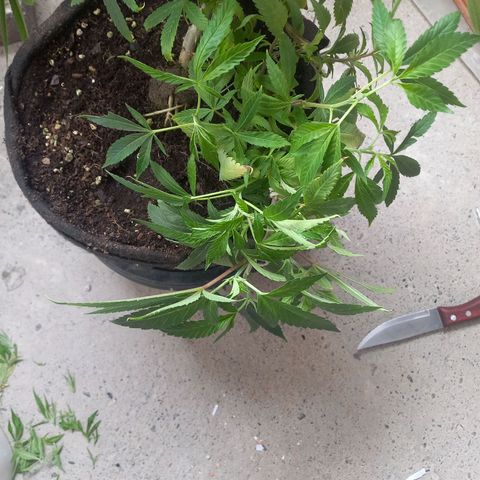 Apple pie growlog photo: Entrenamiento