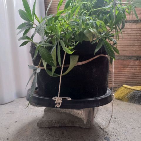 Apple pie growlog photo: Entrenamiento