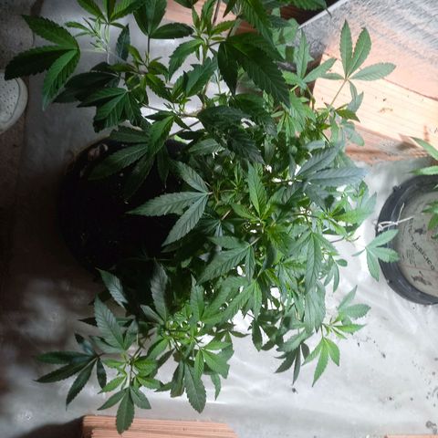 Apple pie growlog photo: Entrenamiento