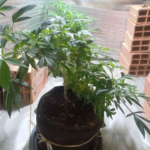 Apple pie growlog photo: Entrenamiento y crecimiento