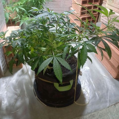 Apple pie growlog photo: Crecimiento