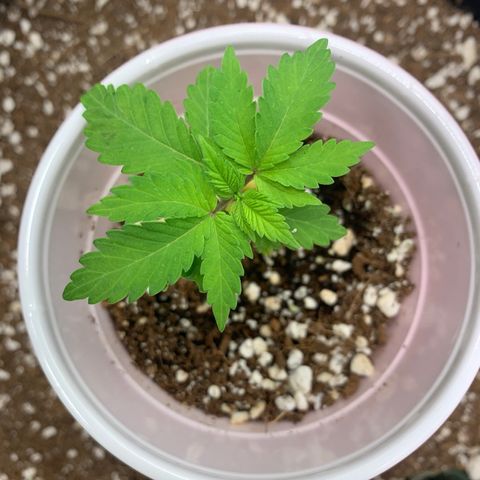 Green Crack growlog timeline photo