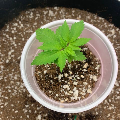 Green Crack growlog timeline photo