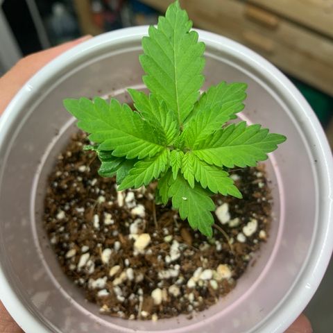 Green Crack growlog timeline photo