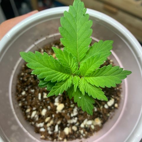 Green Crack growlog timeline photo