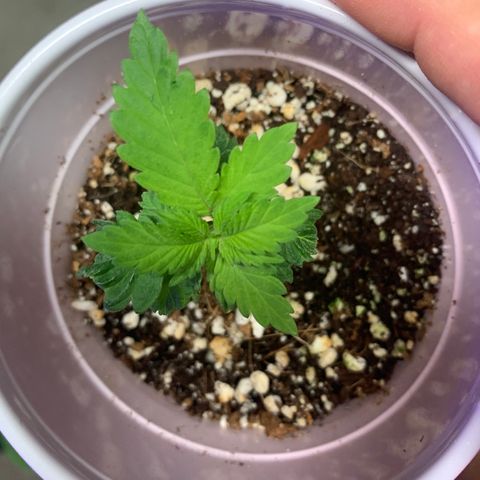 Green Crack growlog timeline photo