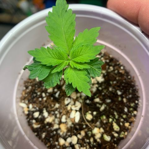 Green Crack growlog timeline photo
