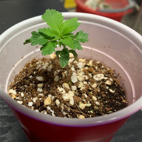 Green Crack growlog timeline photo