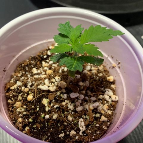 Green Crack growlog timeline photo